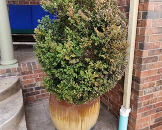Big pot with a shrub