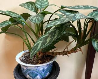 Chinese Evergreen in Porcelain Pot