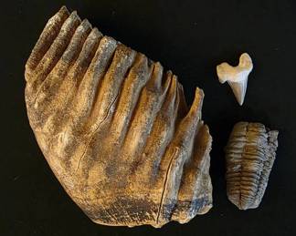 Primeval Giants Trio Woolly Mammoth Molar, Moroccan Trilobite, Prehistoric Shark Tooth