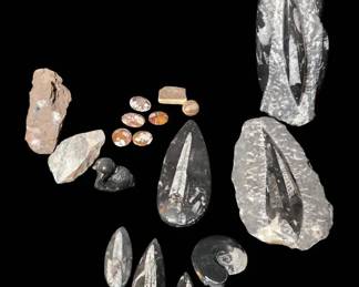 Ancient Oceans Earthly Treasures Orthoceras Fossils  Magnesite Collection