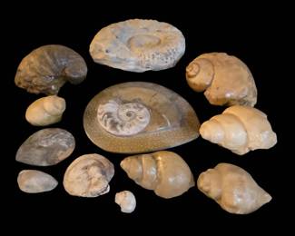 Exceptional Prehistoric Collection Large Ammonites, Polished Plate Fossilized Shells