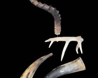 Horns Eclectic Collection of Natural History  Frontier Americana