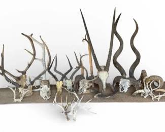 Premier Collection Of Horns
