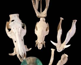 Natural History Oddities Collection Prehistoric Replicas  Authentic Taxidermy