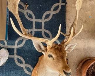 LARGE FALLOW DEER TAXIDERMY