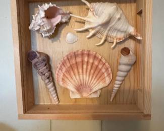 Shadow Box Display of Assorted Seashells