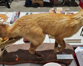 TAXIDERMY FOX