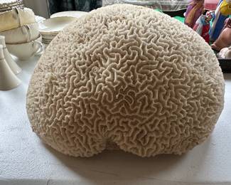 Very large brain coral fossil approximately 9lbs. 13” wide!