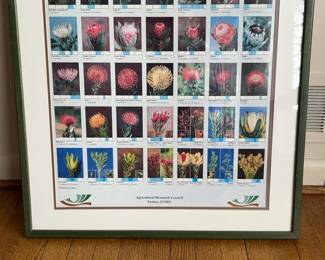 Framed Fynbos Proteaceae Botanical Poster