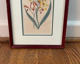 Framed Vintage Botanical Print No. 616 - Yellow Flowers Illustration