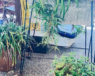 Garden Plants in Pots and Stand