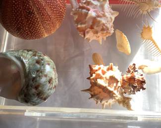Shells