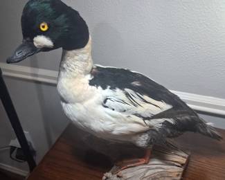 Goldeneye Duck