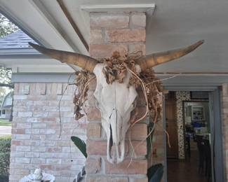 Cow Skull