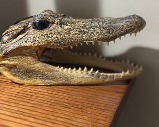 American alligator head taxidermy