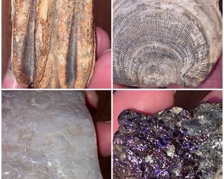 The Fossilized horse teeth (possibly from Pleistocene Epoch), Brachiopod fossil  (Devonian Age), Polished blue Chalcedony agate slab, peacock pyrite. 