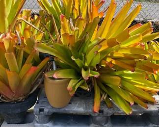 ETS044 - Sun Gold Bromeliads