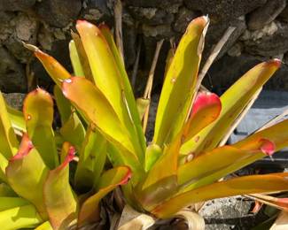 ETS041 - Sun-Gold Bromeliads