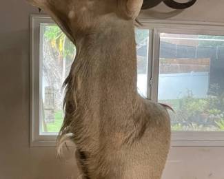 ETS021 - African Greater Kudu Pedestal Mount