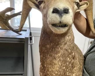 ETS028 - Rocky Mountain Bighorn Sheep