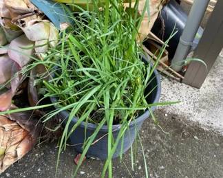 ETS045 - Sun Gold Bromeliads & Chives