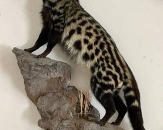 ETS001 - RARE African Civet Taxidermy Mount
