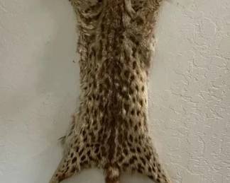 ETS023 - African Genet Pelt Wall Mount