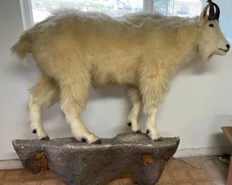 ETS026 - Full-Body Life-Size Rocky Mountain Goat Mount