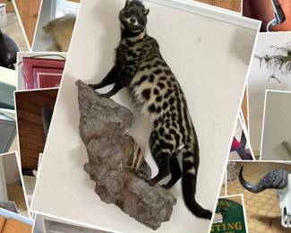 EASTSIDE TREASURES SALE CTBids Online Auction • Bidding Ends 02/26/26 • Pickup 02/28/26
This auction features a collection of vintage taxidermy and mounted animals, a Stressless recliner and ottoman, furniture, decor, plants, office furniture, collectibles, vintage treasures, a vintage rattan loveseat, artwork, limited edition prints, tools, electronics, a large safe and more!