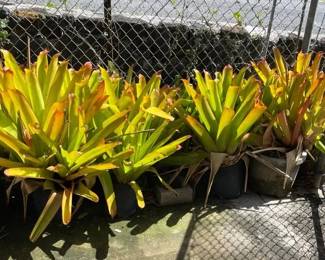 ETS043 - Sun Gold Bromeliads
