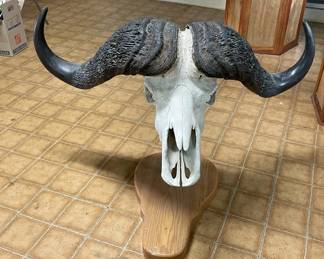 ETS022 - African Cape Water Buffalo European Mount