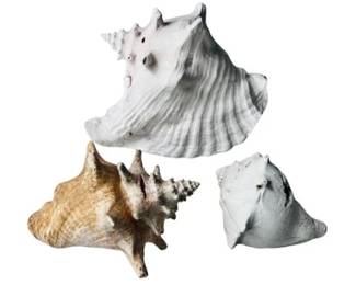 Queen Conch Shells - Pink & White