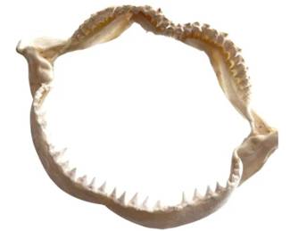 Shark teeth with jaw