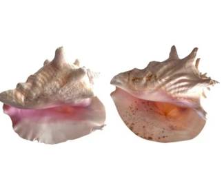 Two Large Natural Pink Queen Conch Shells