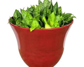 Large Pot of Live Snake Plants 22 Wide