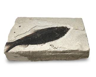 Unique Diplomystus Fossilized Fish Slab