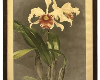 Signed Mansell “Cattleya Hybrida Arnoldiana" Litho