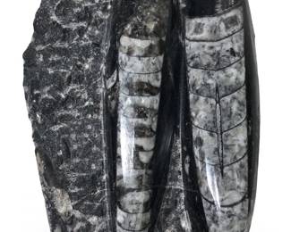 Polished Orthoceras Squid Fossil on Rock