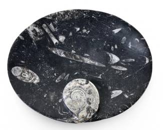 Oval Fossil Black Ammonite Bowl