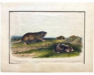 Southern Pouched Rat Serigraph No. 30