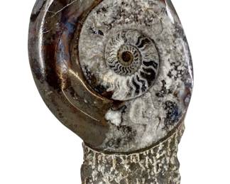 Polished Ammonite Shell Fossil