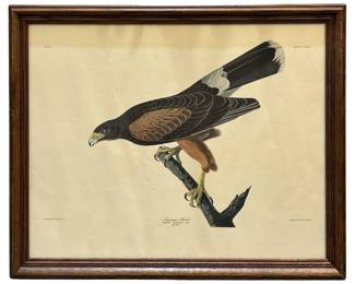 John James Audubon “Louisiana Hawk" Fine Print