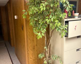 . . . faux ficus