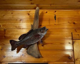 . . . smallmouth bass mount