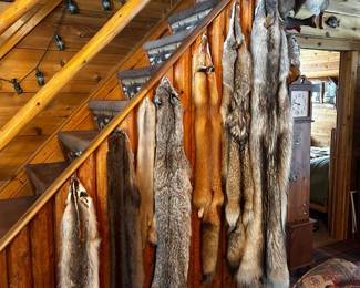 . . . animal pelts! -- badger, otter, mink, lynx, red fox, coyote, wolf, coonskin cap, muskrat, bobcat tail, coyote head . . . 
