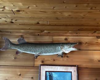 . . . great muskie mount