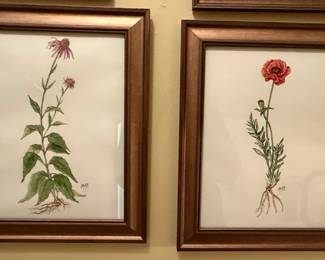 This lot features two framed watercolor prints depicting botanical subjects, specifically Echinacea (coneflower). The prints showcase detailed renderings of the plant, including its root system, with a focus on scientific accuracy and artistic execution. The artwork is presented in matching bronze-toned frames, suggesting they were intended as a set. A distinctive signature is visible on each print. The style suggests a late 20th or early 21st-century origin.