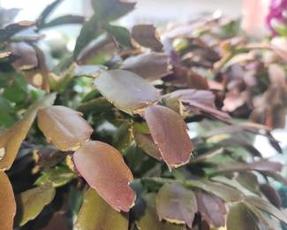 Qty 3 Christmas cacti