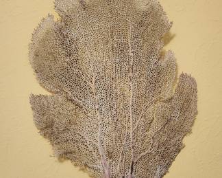 Coral