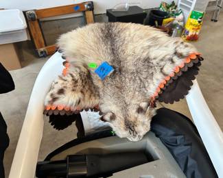 Bobcat pelt $175.00 firm Thursday price not 75% off. 